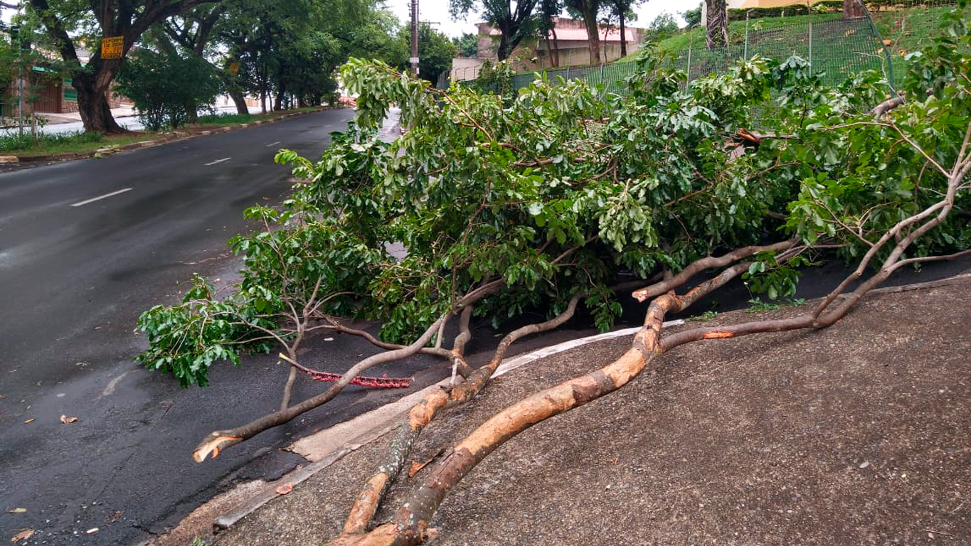 Cómo evitar daños en el techo a causa de los árboles y cómo encargarse de  un árbol caído - IKO